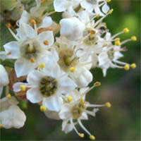 Thumbnail Picture of Hoary-leaved Ceanothus