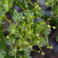 Thumbnail Picture of Lomatium dasycarpum ssp. dasycarpum