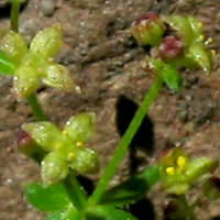 Thumbnail Picture of Galium nuttallii ssp. nuttallii