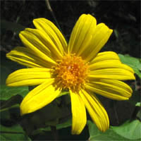 Thumbnail Picture of Canyon Sunflower
