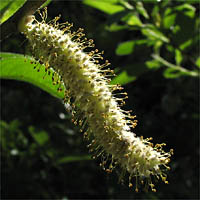 Thumbnail Picture of Salix lasiolepis