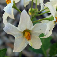 Thumbnail Picture of Solanum douglasii