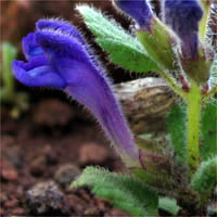 Thumbnail Picture of Scutellaria tuberosa