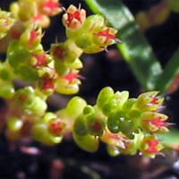 Thumbnail Picture of Pigmy Weed