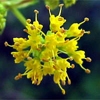 Thumbnail Picture of Sanicula tuberosa
