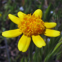Thumbnail Picture of Common Goldfields