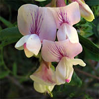 Thumbnail Picture of Wild Sweet Pea