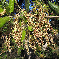 Thumbnail Picture of Quercus agrifolia var. agrifolia