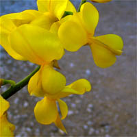 Thumbnail Picture of Spanish Broom