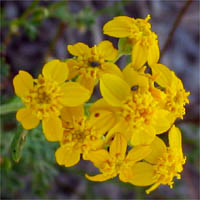 Thumbnail Picture of Golden Yarrow