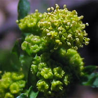 Thumbnail Picture of Pacific Sanicle