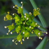 Thumbnail Picture of Shiny Lomatium