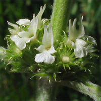 Thumbnail Picture of Marrubium vulgare