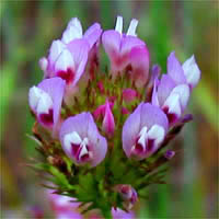 Thumbnail Picture of Trifolium willdenovii