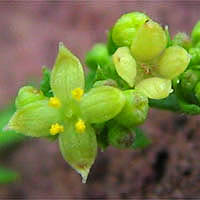 Thumbnail Picture of Galium angustifolium ssp. angustifolium