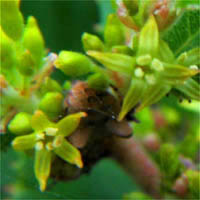 Thumbnail Picture of Rhamnus ilicifolia