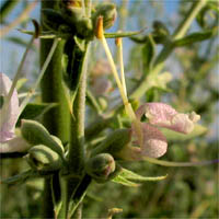 Thumbnail Picture of Salvia apiana