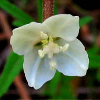 Thumbnail Picture of Clarkia epilobioides