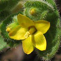 Thumbnail Picture of Mentzelia micrantha