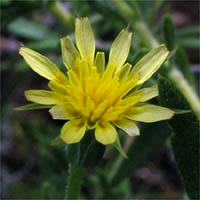 Thumbnail Picture of Uropappus lindleyi