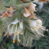 Thumbnail Picture of Phacelia imbricata ssp. imbricata