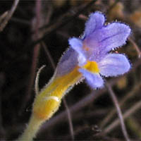 Thumbnail Picture of Oneflowered Broomrape