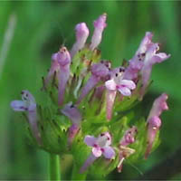 Thumbnail Picture of Long-spurred Plectritic