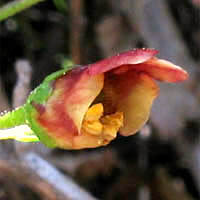 Thumbnail Picture of Scrophularia californica