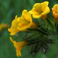 Thumbnail Picture of Amsinckia intermedia