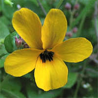 Thumbnail Picture of Viola pedunculata