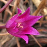 Thumbnail Picture of Allium peninsulare var. peninsulare