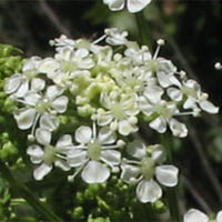 Thumbnail Picture of Conium maculatum