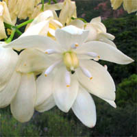 Thumbnail Picture of Hesperoyucca whipplei