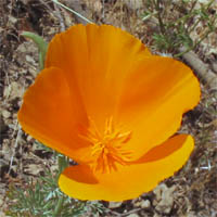 Thumbnail Picture of California Poppy