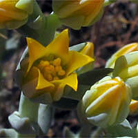 Thumbnail Picture of Dudleya cymosa ssp. agourensis