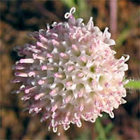 Thumbnail Picture of Chaenactis artemisiifolia