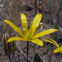 Thumbnail Picture of Bloomeria crocea var. crocea