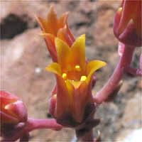 Thumbnail Picture of Dudleya lanceolata