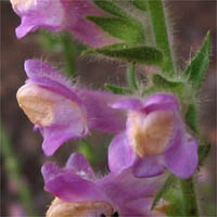 Thumbnail Picture of Rose Snapdragon
