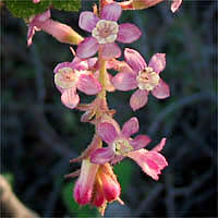 Thumbnail Picture of Ribes malvaceum