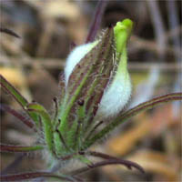 Thumbnail Picture of Cordylanthus rigidus ssp. setiger