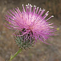 Thumbnail Picture of California Thistle