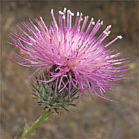 Thumbnail Picture of Cirsium occidentale var. californicum