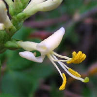 Thumbnail Picture of Lonicera subspicata var. denudata