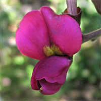 Thumbnail Picture of Pickeringia montana var. montana