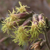 Thumbnail Picture of Brickellia californica