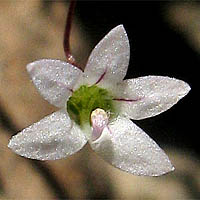 Thumbnail Picture of Nemacladus ramosissimus