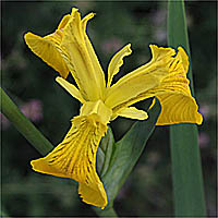 Thumbnail Picture of Iris pseudacorus