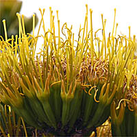 Thumbnail Picture of American Century Plant