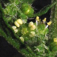 Thumbnail Picture of Dysphania ambrosioides